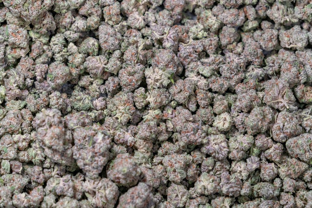 Cannabis buds