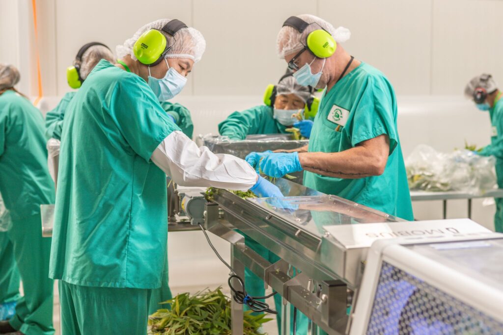 cannabis processing