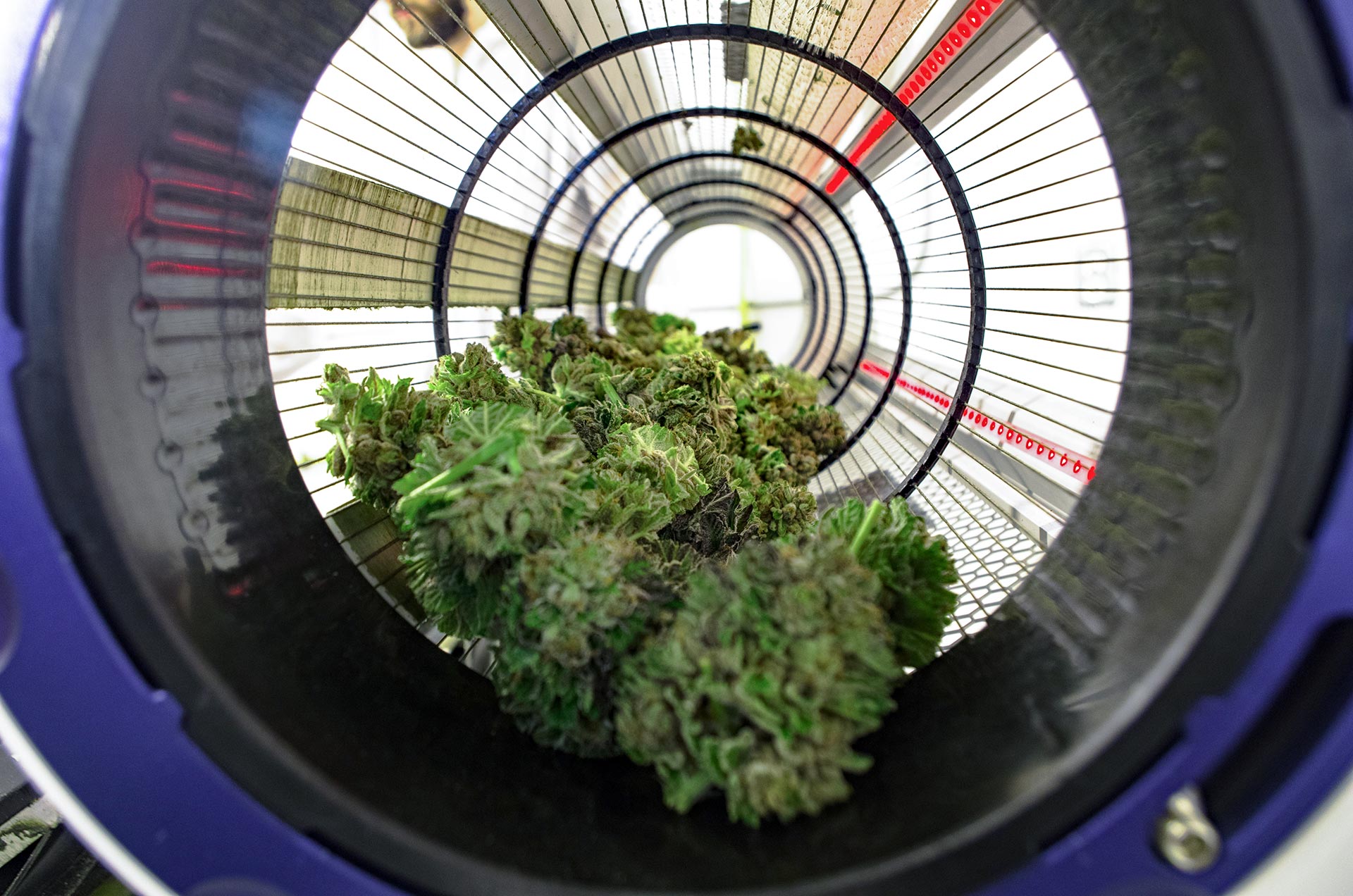 cannabis trimmer