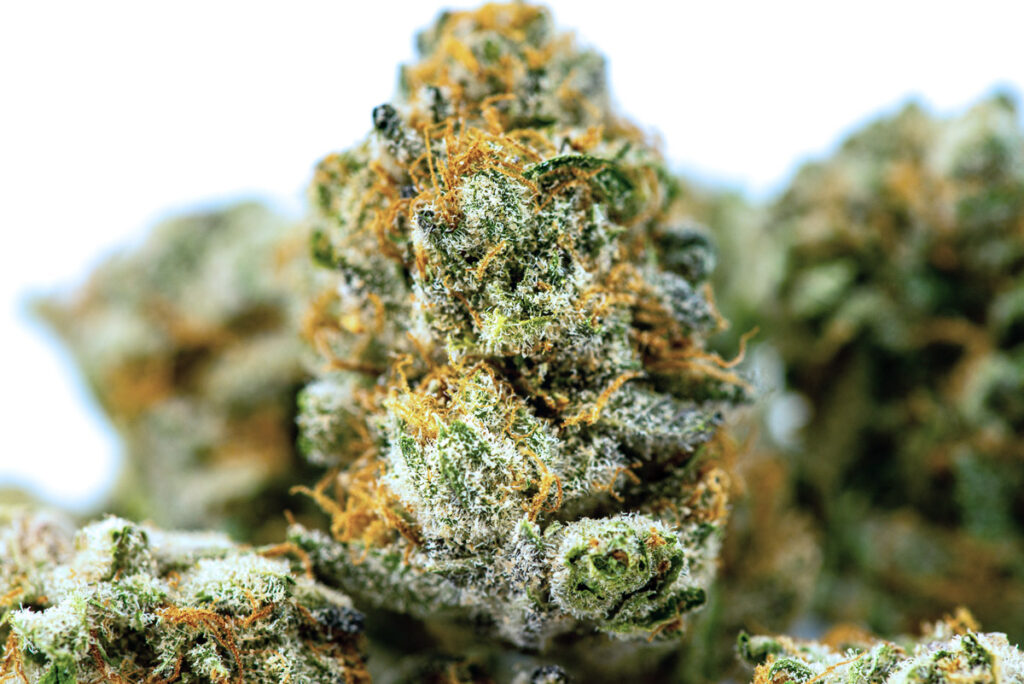 cannabis bud