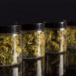 cannabis curing in jars - cannabis quality control
