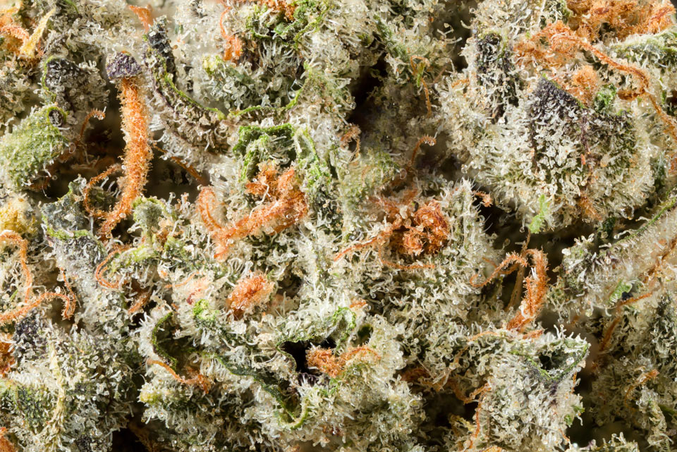 cannabis trichomes