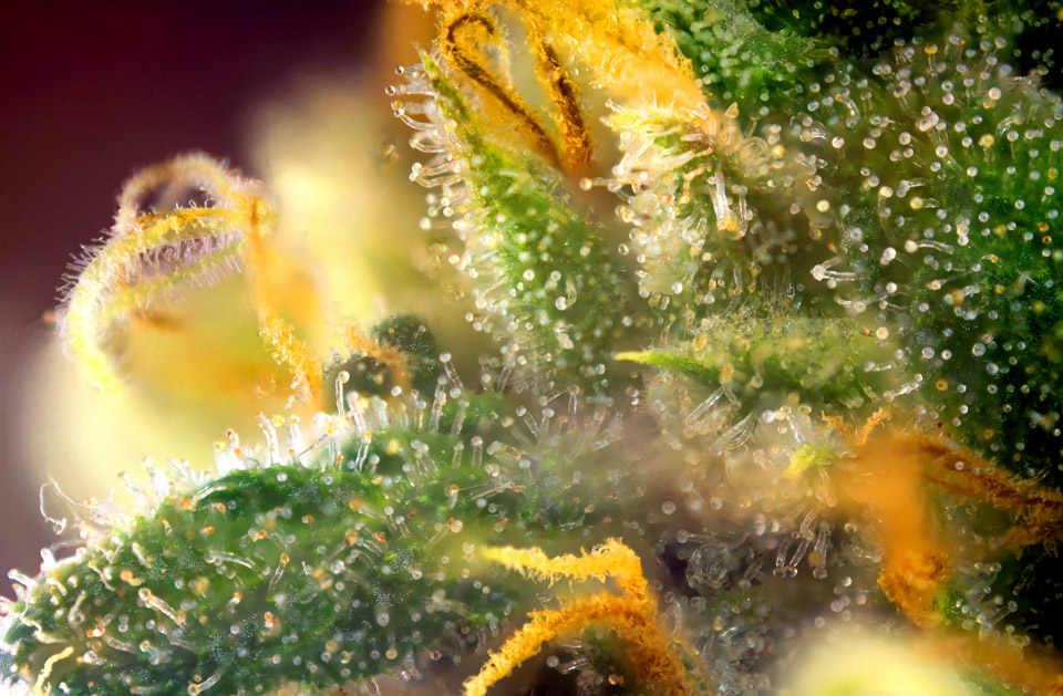 cannabis trichomes