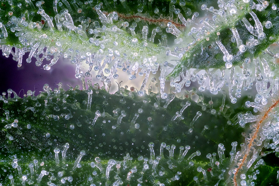 close up of cannabis trichomes