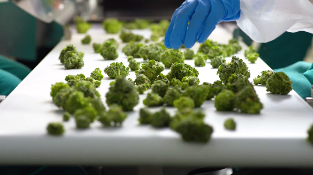 cannabis conveyor