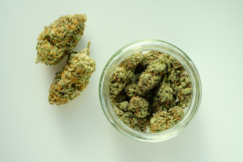 trimmed cannabis buds