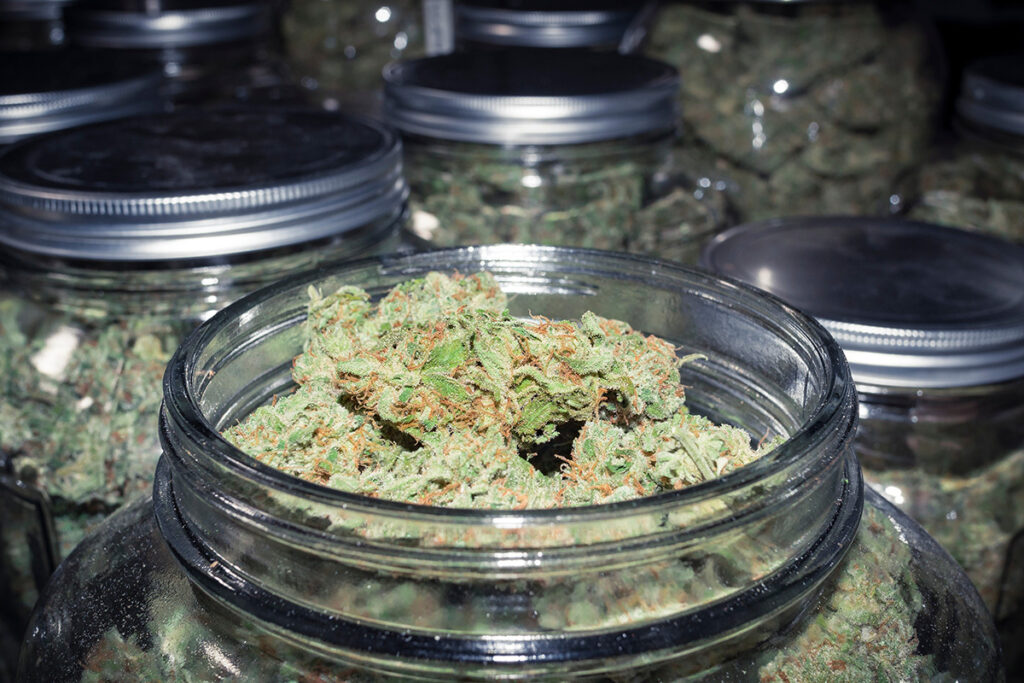 curing cannabis flower