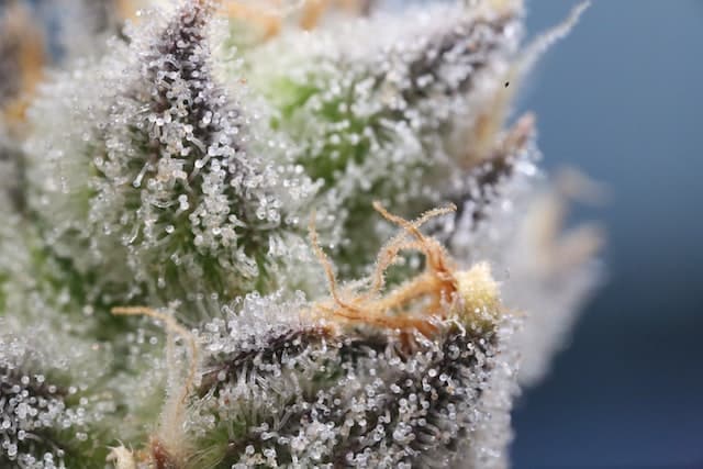 Trichome Rich Flower