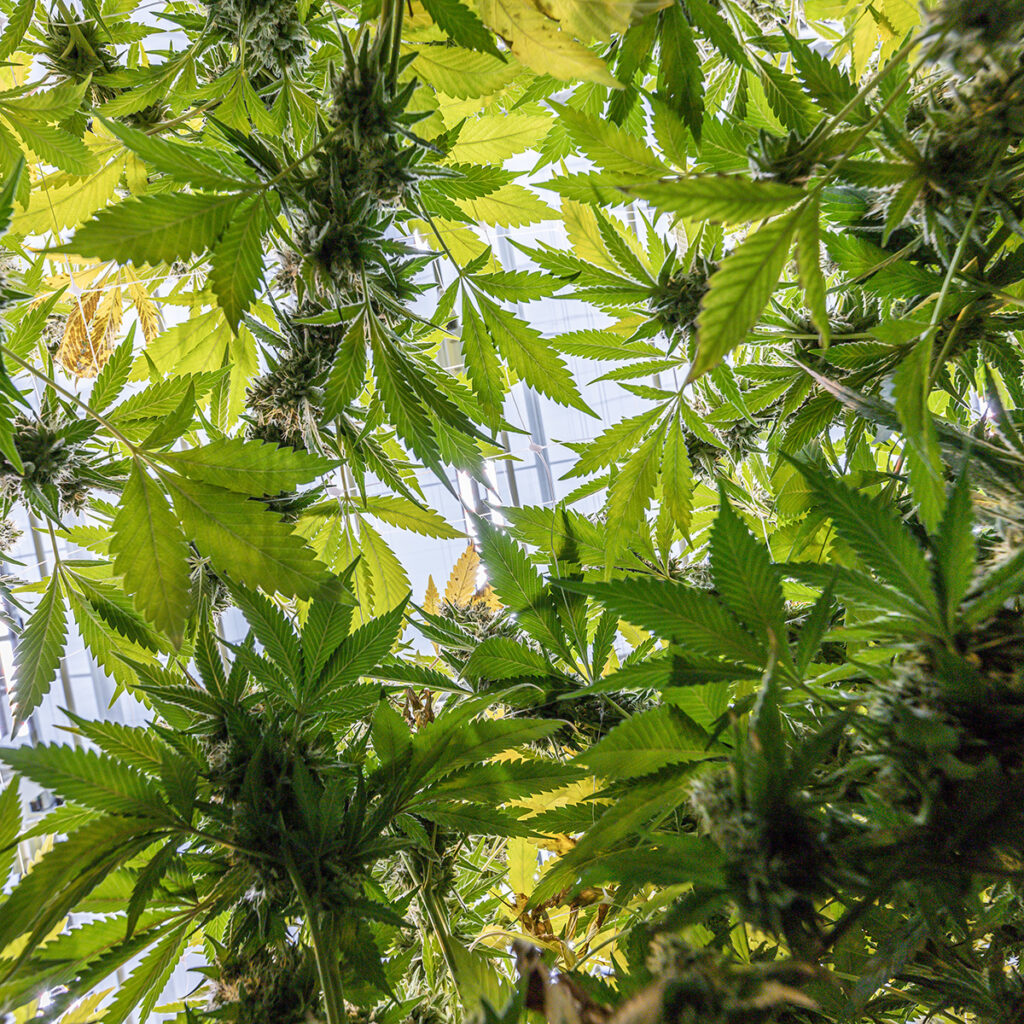 cannabis grow house