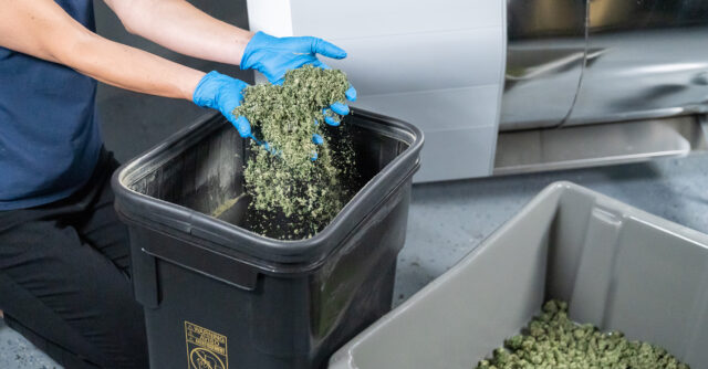 Hands lifting up trim next to flower