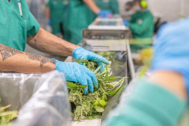processors moving cannabis on a Mobius Infeed Conveyor