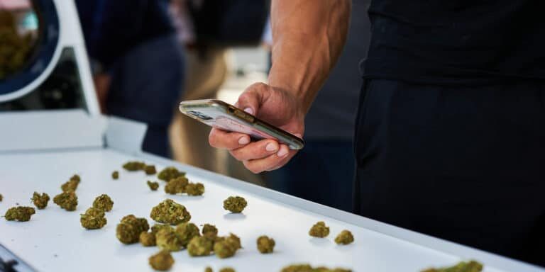 Are you looking to move away from hand-trimming cannabis but are worried about the change? We debunk the most common misconceptions about trimming automation.