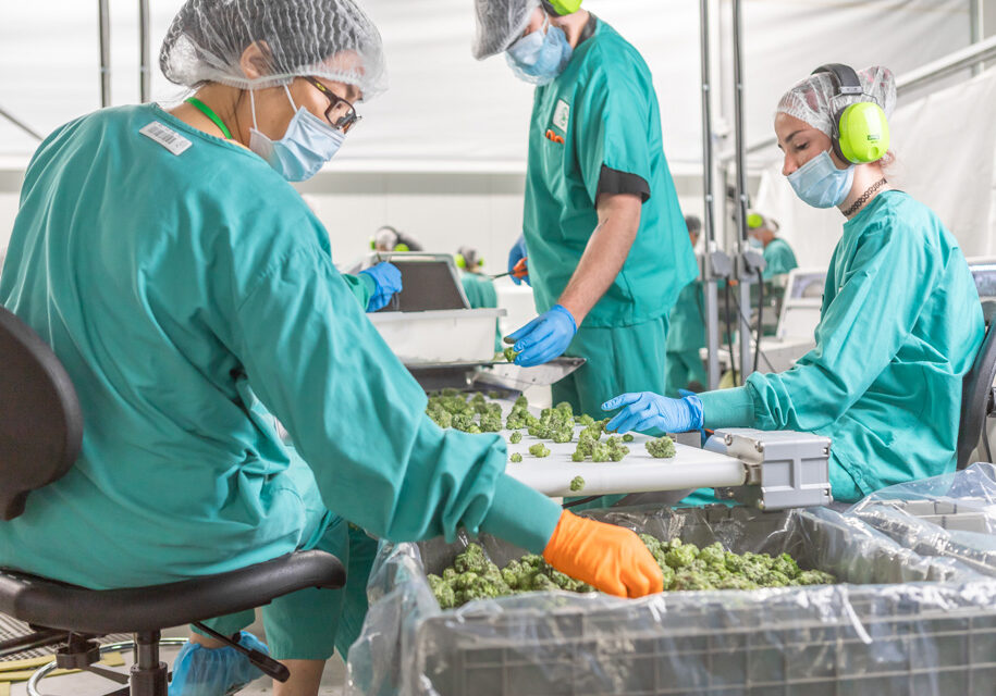 cannabis processing automation cannabis machines