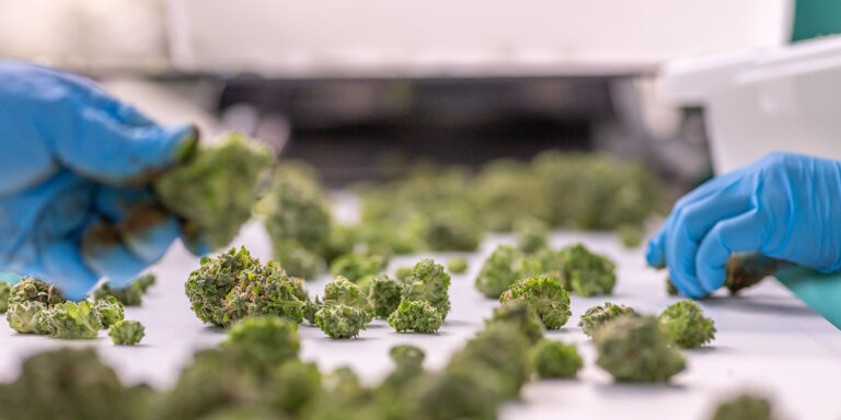 Eteros-tgod_mobius-conveyor-cannabis-quality-control Eteros-tgod_mobius-conveyor-cannabis-quality-control