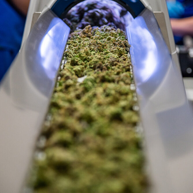 cannabis conveyor with flower cannabis conveyor