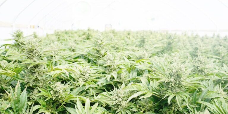 TheHarvestReportVol02-1