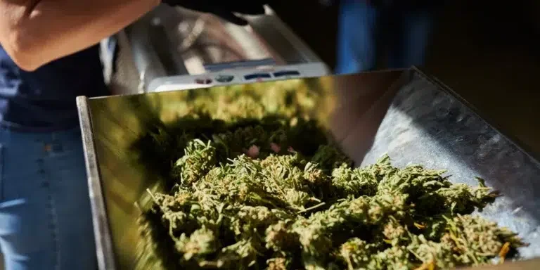 automate-your-cannabis