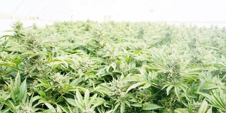 commoditization-crop