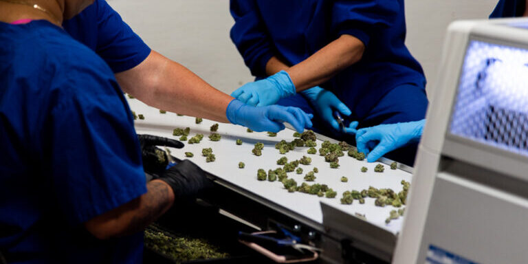 The coronavirus pandemic has been a bumpy road for some cultivators. The problem isn't the actual cultivation