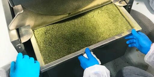 How to Grind Cannabis and Hemp for a CO2 Extractor or Ethanol Size matters (when you’re grinding cannabis and hemp for extraction). Find the perfect particle size for your extractor and maximize your yield.