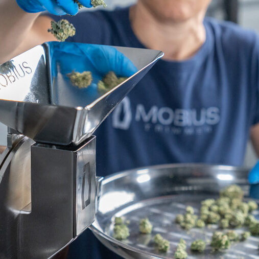 Feeding M60 Industrial Cannabis Grinder M60 Cannabis Mill