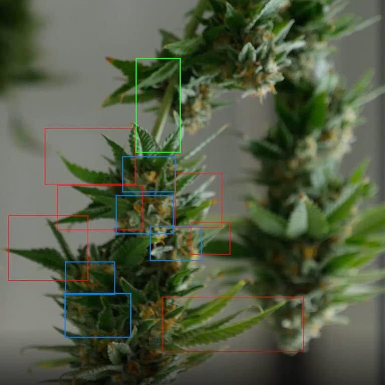 cannabis processing equipment cannabis processing equipment