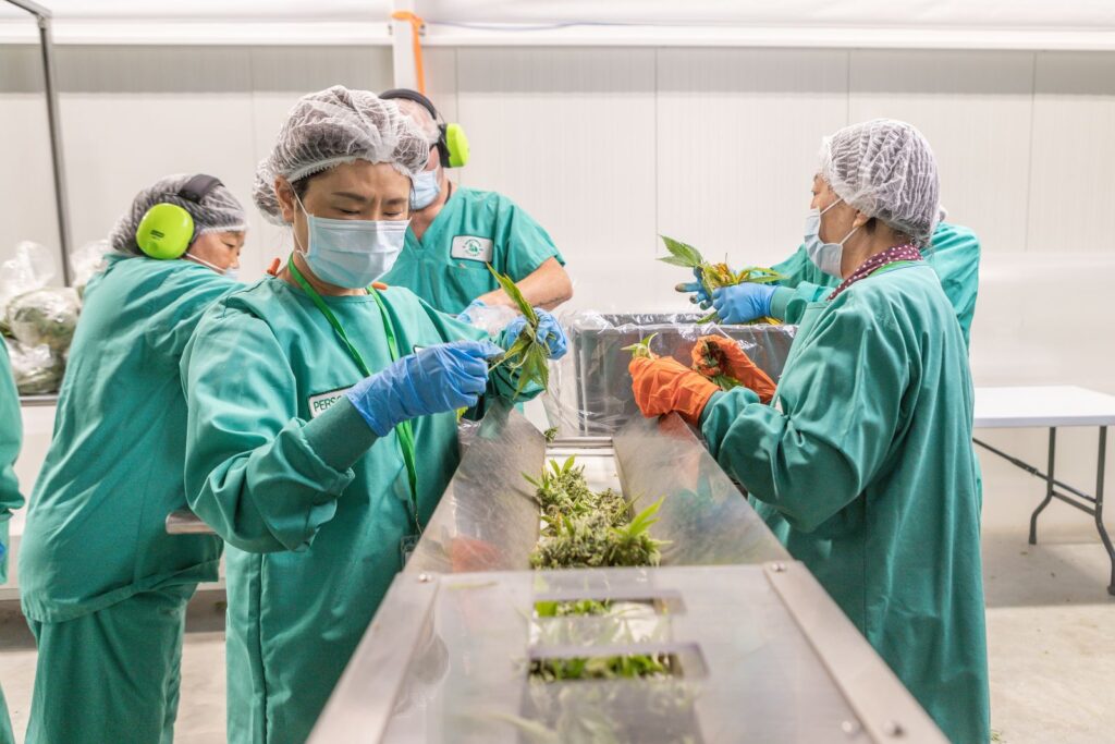 commercial cannabis processing
