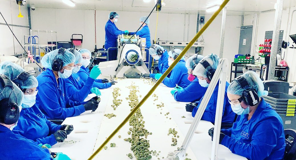 HandTrimmed vs HandCRAFTED and The Cannabis Trimming Spectrum