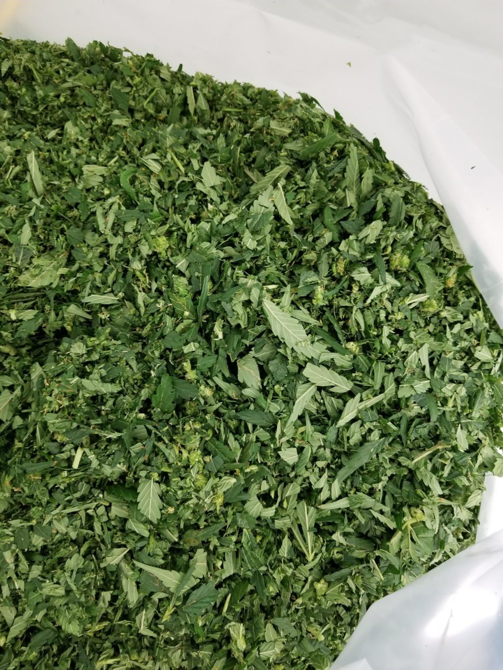 clean cannabis trim