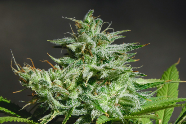cannabis pistils and trichomes