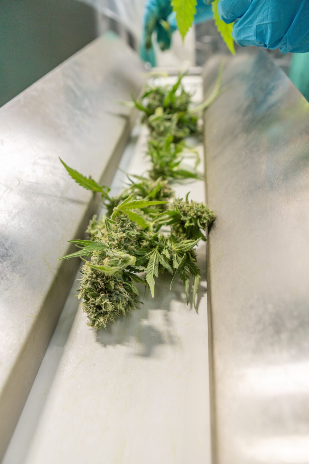 cannabis conveyor