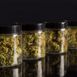 cannabis curing in jars  - cannabis quality control