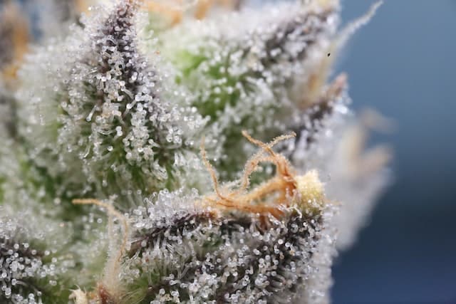 Development Stages Of Weed Trichomes
