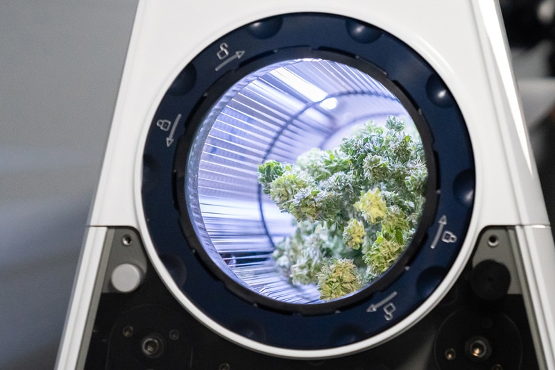 The Rise of Automated Cannabis Processing | Mobius