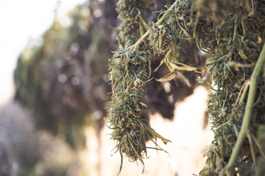 drying cannabis for curing