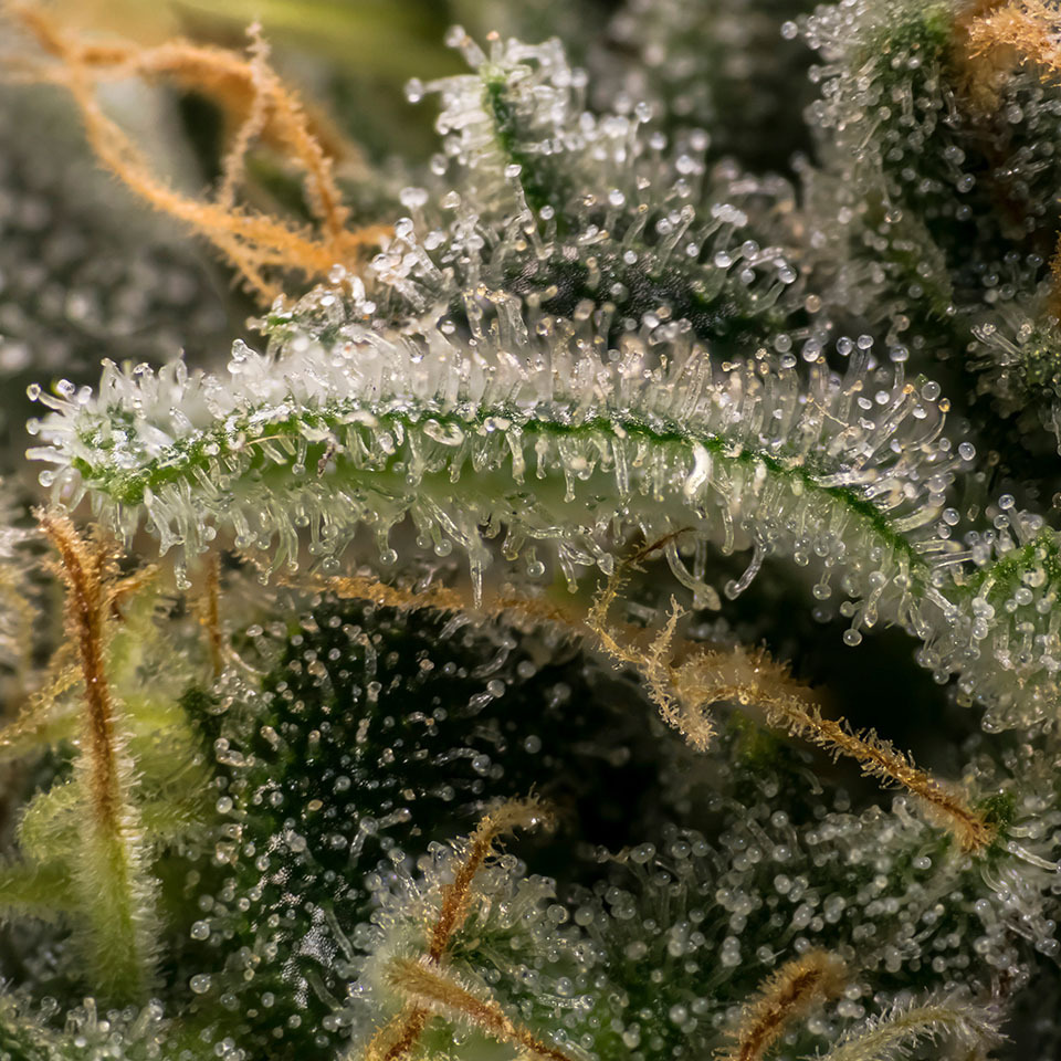 Cloudy/milky trichomes, ready to harvest for peak potency