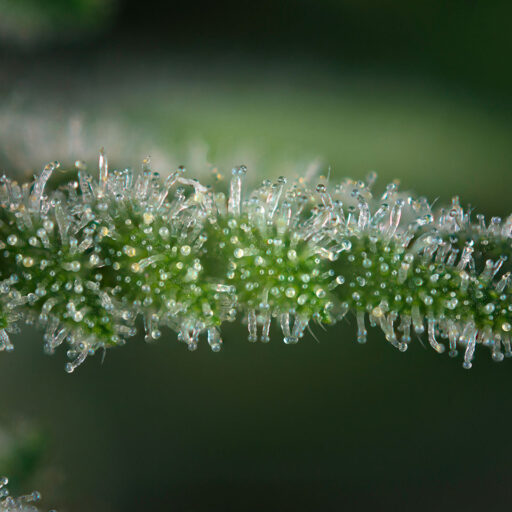 Terpenes on Cannabis through a microscopic lens