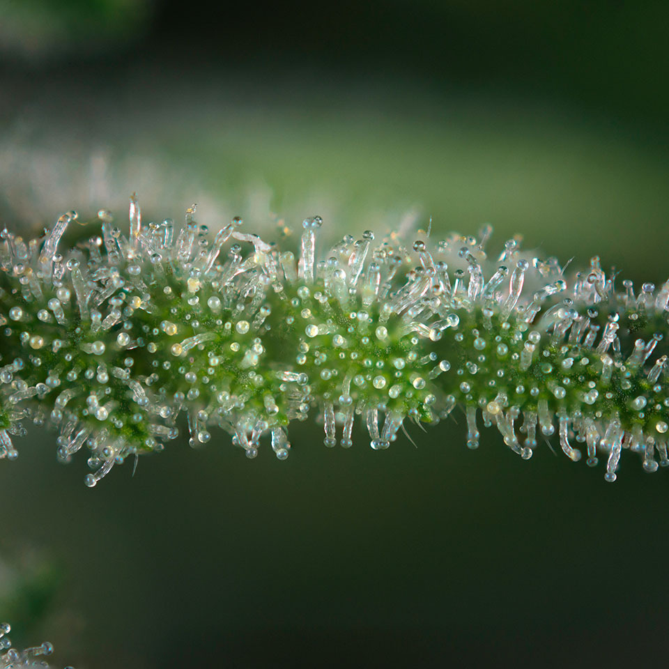 Clear trichomes, not ready to harvest