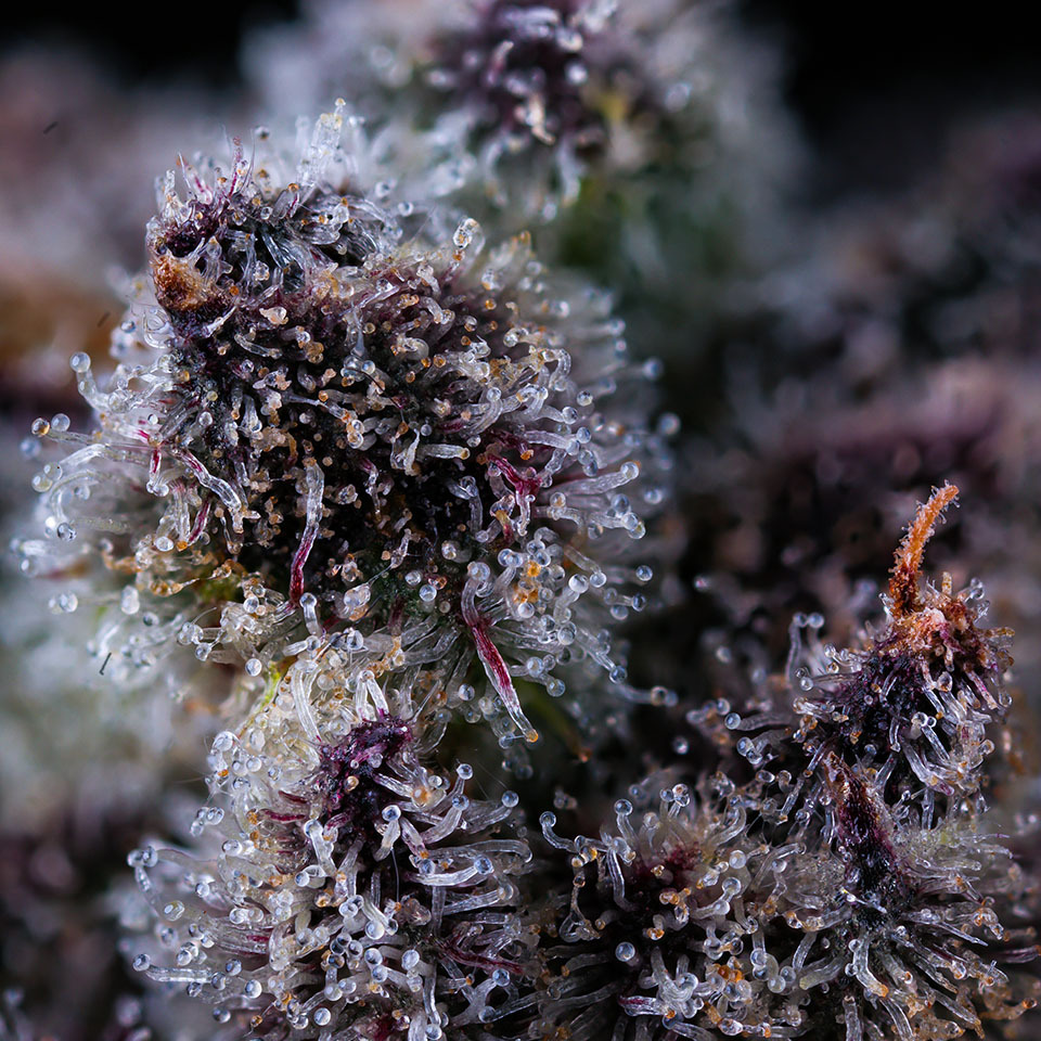 Trichomes start to turn amber, potency starts to degrade