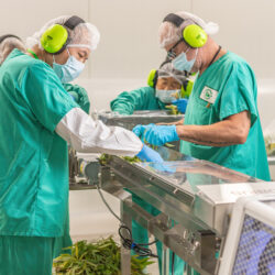 Cannabis Quality Control in the trim room
