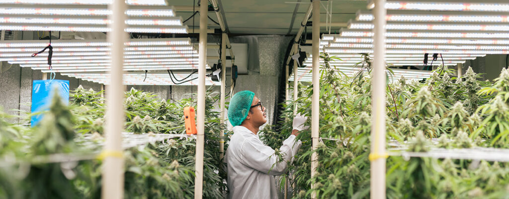 cannabis quality control in the grow room