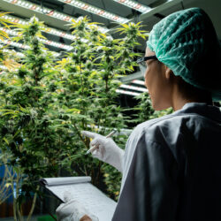 scientist overseeing cannabis cultivation to ensure quality control