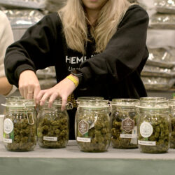 worker preparing cannabis for retail distribution