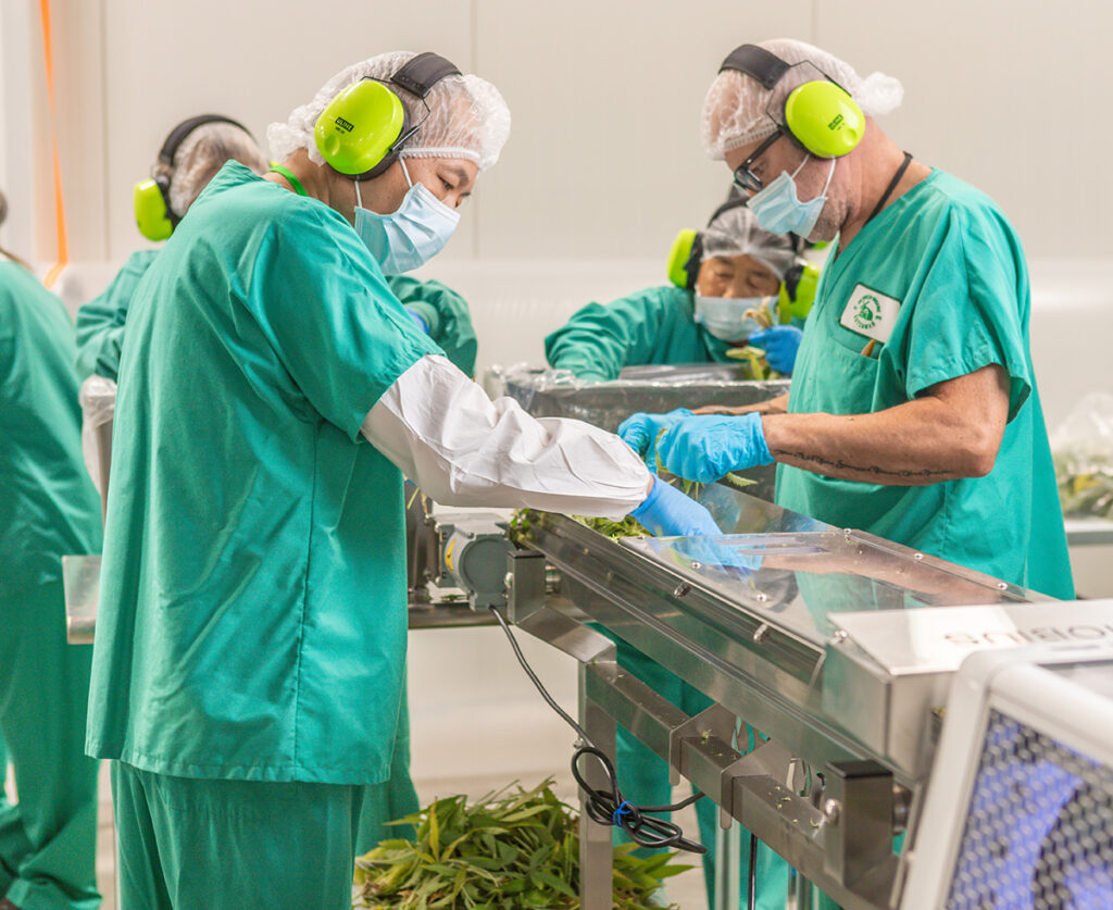 Cannabis Facility Workers on the Automation Line