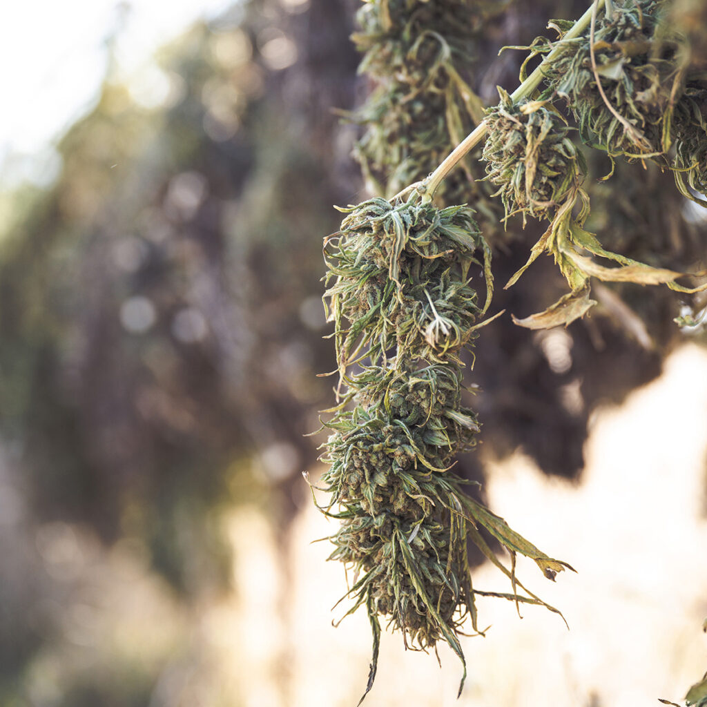 Cannabis Hanging in a Drying Room