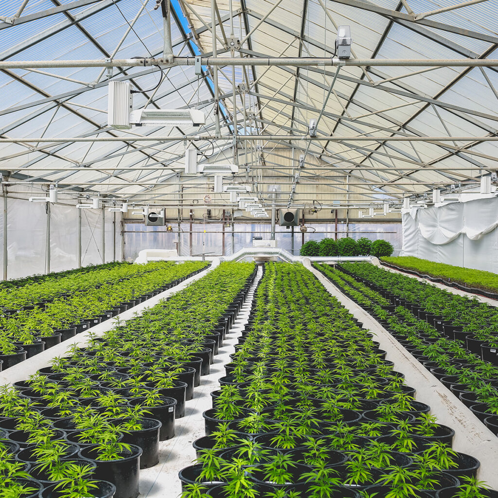 Indoor Cannabis Grow Room for Climate Control