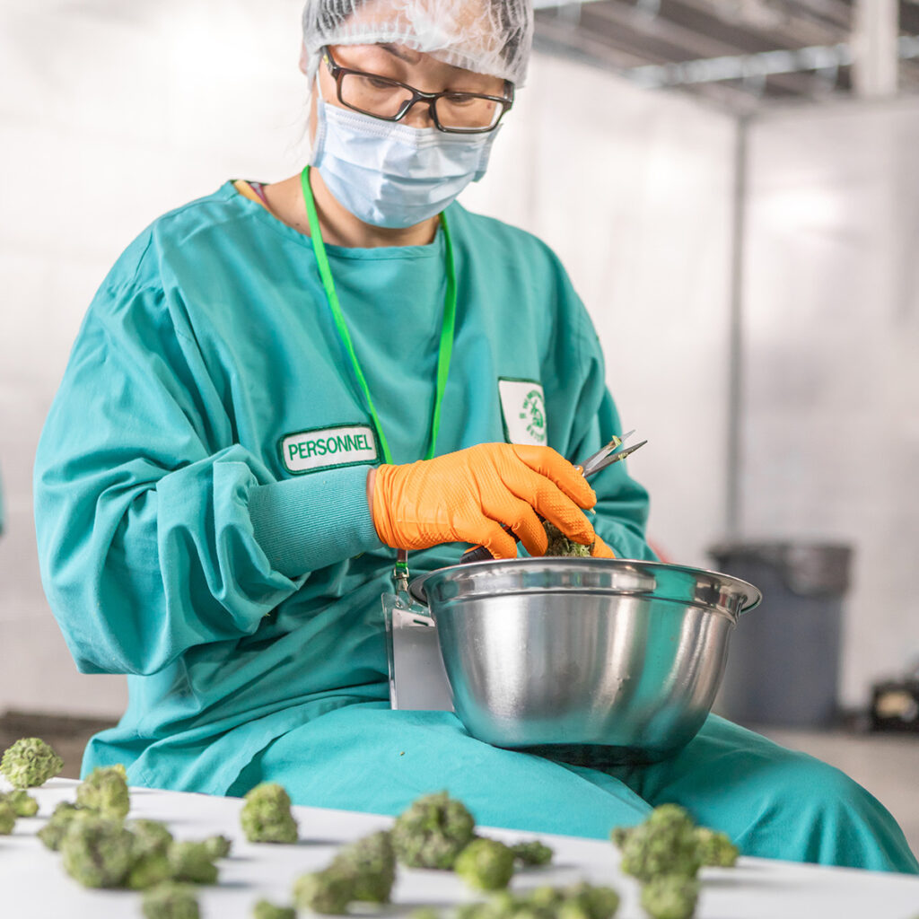 cannabis worker inside a controlled room