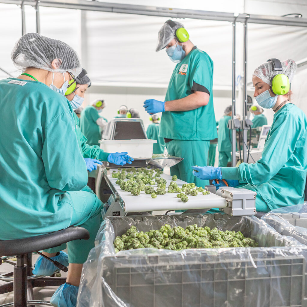 Fully staffed Cannabis processing room