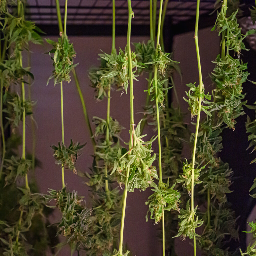 cannabis drying indoors upside down