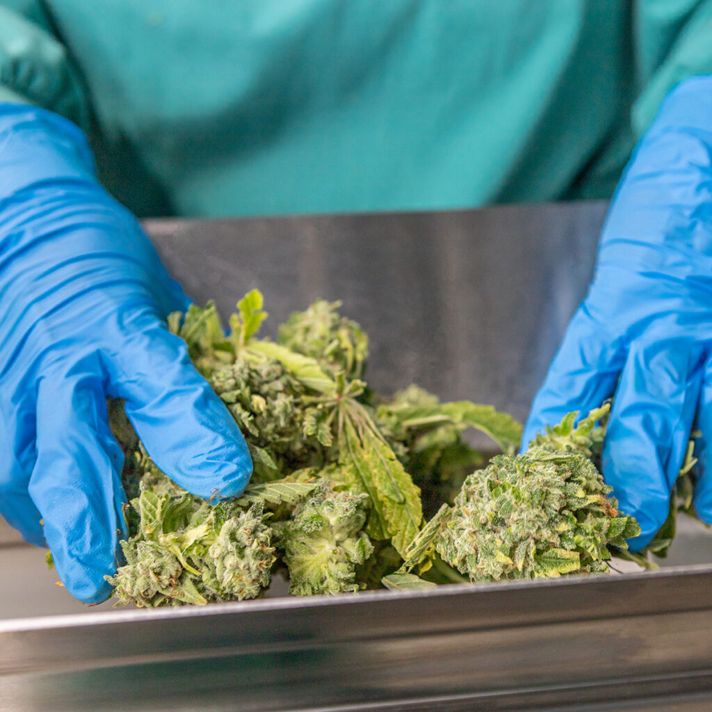 Gloved hands placing bud on the infeed conveyer